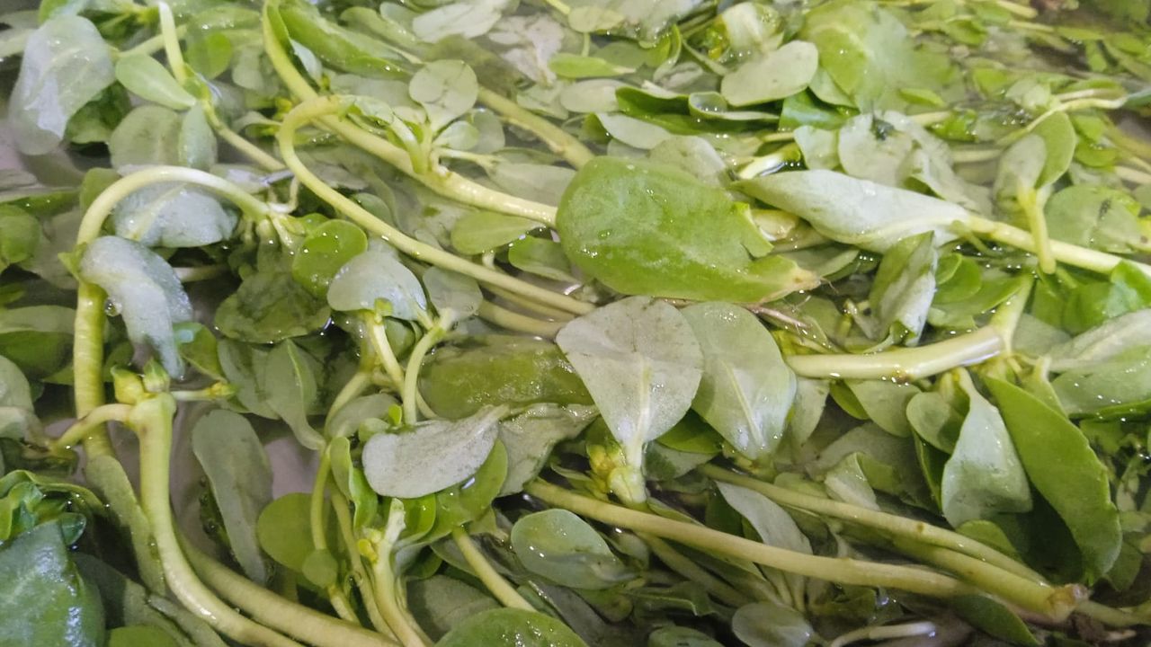 Sağlıklı Beslenmenin Vazgeçilmezi: Semizotu