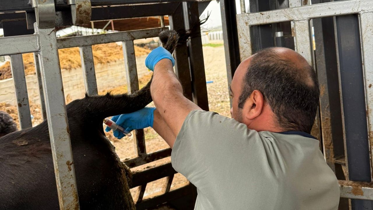 Ari Hayvancılıkta Rutin Kontroller Devam Ediyor