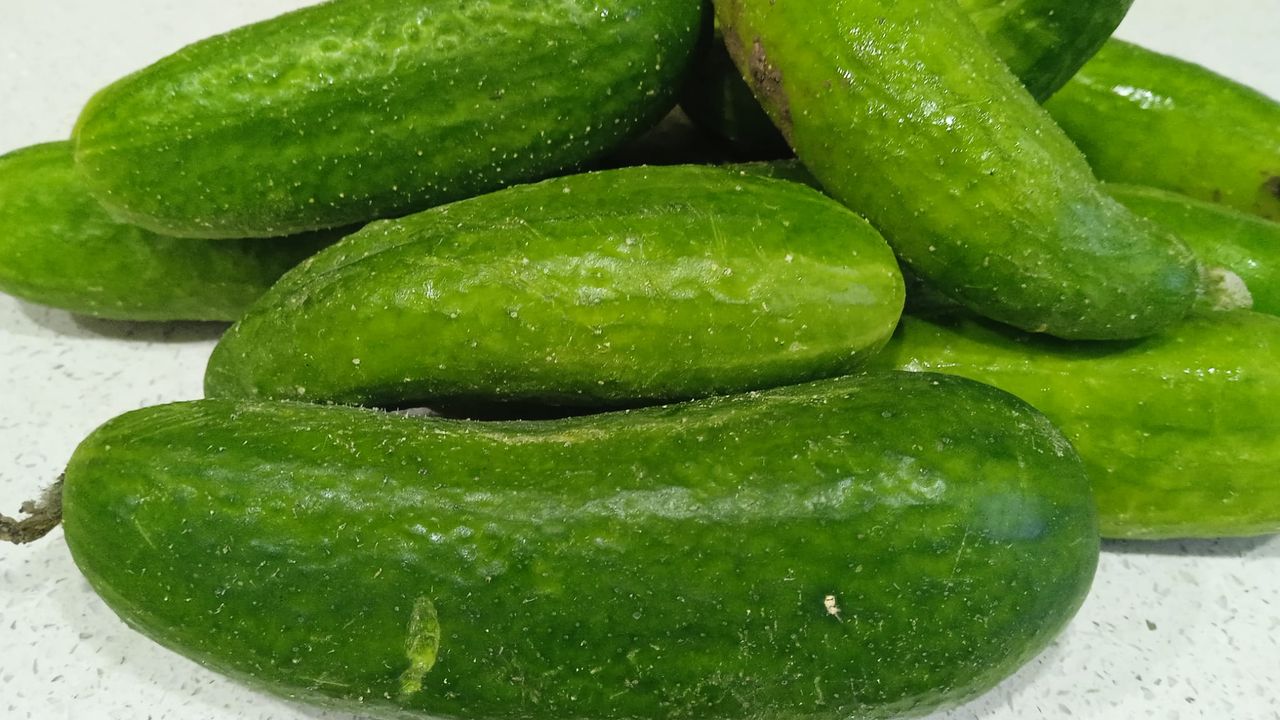 Kırklareli’nde Bahçelerden Son Salatalık Hasadı