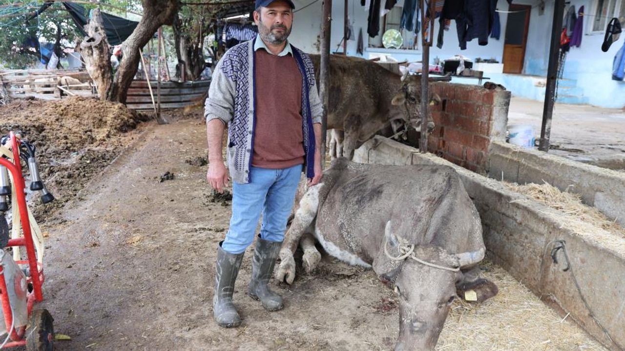 Hayvanları sele kapılan Aktaş: "Adam boyu sel geldi"