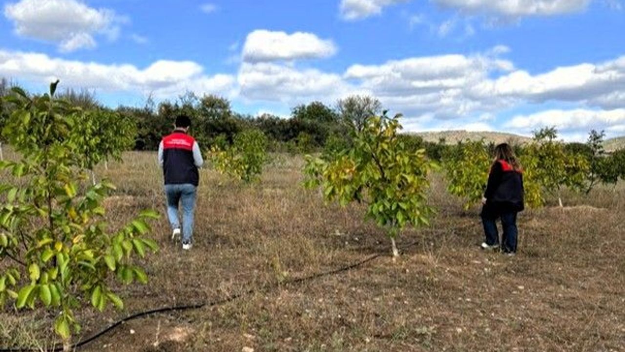 Ceviz Ağaçları Kontrol Edildi