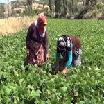 Aracı yok, doğallık var: Çiftçi hem üretiyor hem satıyor