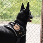 Narkotik operasyonlarının kahramanı narkotik köpeği emekli oldu