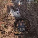 Alevlerden korunmak için kendini toprağa gömmeye çalışan kaplumbağayı ekipler kurtardı