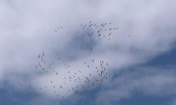 Yazın Habercisi Kuşlar Kırklareli'ne Geliyor