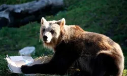 Slovakya’da ayı saldırısı: 2 yaralı