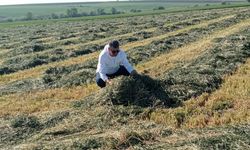 Lüleburgaz’da Yem Bitkisi Hasadı Başladı