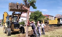 Sökülen Ağaç Pınar Mahallesi’nde Tekrar Dikildi