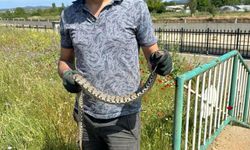 Çanakkale'de su borularından engerek yılanı çıktı