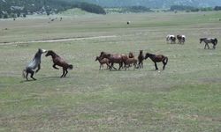 Antalya'nın yılkı atları