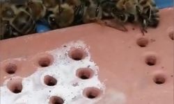 Çanakkale'de 80 kovandaki çok sayıda arı telef oldu