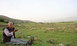 Ömrünü çok sevdiği koyunlarına adadı