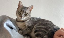 Kayıp Kedi ‘BALIM’ aranıyor