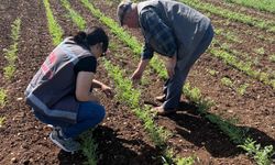 Vize’de Nohut Ekiliş Alanları Kontrol Edildi