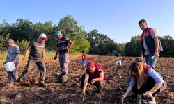 Vize İlçesinde Fil Otu Üretimi Başladı