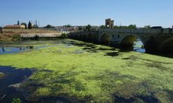 Edirne'de Tunca Nehri yeşile büründü