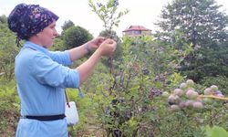 Sağlık sorunlarına çare ararken yetiştirdiği mavi yemiş geçim kaynağı oldu