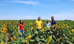 Ayçiçek Tohumlarının Fenolojik Gözlemleri Yapıldı