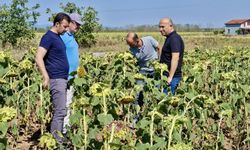 Yetkililer, Ayçiçek Tarlalarında İncelemelerde Bulundu