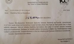 Babaeski’de küçükbaş hayvanlarda çiçek hastalığına rastlandı