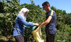 Giresun’da fındık hasadı başladı