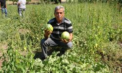 Şekli kavuna benziyor, yiyen muz tadı alıyor