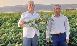 Arabanlı çiftçiler alternatif ürün olarak soya ekimine başladı