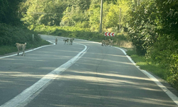 Başkan Özen’den Hayvan Bırakma Tepkisi