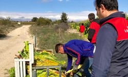 Tütün Üretimine Yönelik Denetimler Gerçekleştirildi