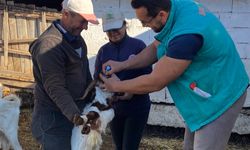 Pınarhisar’da Küpeleme ve Aşılama Çalışmaları Sürüyor