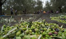 Bilinenin aksine siyah ve yeşil zeytin ağaçları ayrı değil