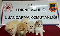 Cins köpekler jandarmayı geçemedi