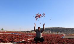 En acı hasat: Maraş biberinde üretim 50 bin ton