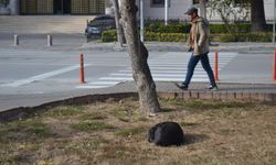 Soğuk Havalarda Sokak Hayvanları Zorlu Koşullarla Mücadele Ediyor