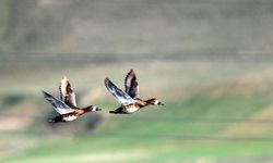 Ekşisu Sazlığı birçok kuş türüne ev sahipliği yapıyor