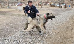 Yazın aslan, kışın kurt özellikleri taşıyor