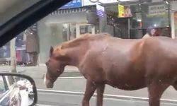 Tekirdağ'da sokaklarda gezen başıboş atlar şaşkınlığa sebep oldu