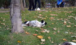 Karagöz Parkı'nda Köpeğin Eğlenceli Anları Gülümsetti