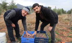 Mayıslar Mahallesi'nde soğuk havaya rağmen 300 kilo zeytin zeytin hasat edildi