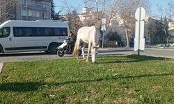 Kırklareli Merkez'de Başıboş Atlar Trafiği Tehdit Ediyor