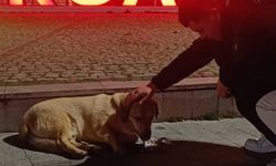 Ülkü Ocaklarından Sokak Hayvanlarına Destek
