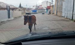 Trafikte karşınıza böyle bir yavru çıkarsa şaşırmayın