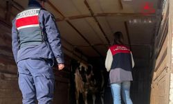 Pehlivanköy'de hayvan taşıyan araçlar denetlendi