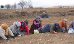 35 yıldır sarımsak tarlalarında çalışan kadın: "Düğüne gider gibi sarımsak tarlasına geliyorum"