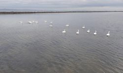 Çanakkale'ye gelen kuğular görüntülendi