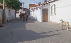 Kırklareli Sokaklarında Başıboş Atlar Gezdi