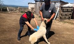 Çoban Köpeklerine Mikroçip ve Kuduz Aşısı