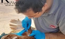 Kırklareli’de Kanatlı Hayvan İşletmelerine Düzenli Kontrol