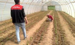 Demirköy’de Çilek Üreticisine Tarımsal Destek Ziyareti