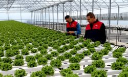 Lüleburgaz’da Seralar Düzenli Denetleniyor